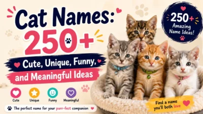 Four adorable kittens beside a 250+ cat names graphic featuring cute, unique, funny, and meaningful ideas.